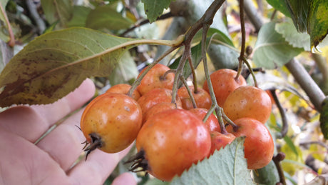 Rotblättriger Weißdorn; mit Früchten/Fruchtbehang; pflegeleicht; Einsatzmöglichkeit z.B. : Solitärpflanze; erhältlich mit Stammumfang von 12-14 bis 18-20 cm;;günstig mit Qualität