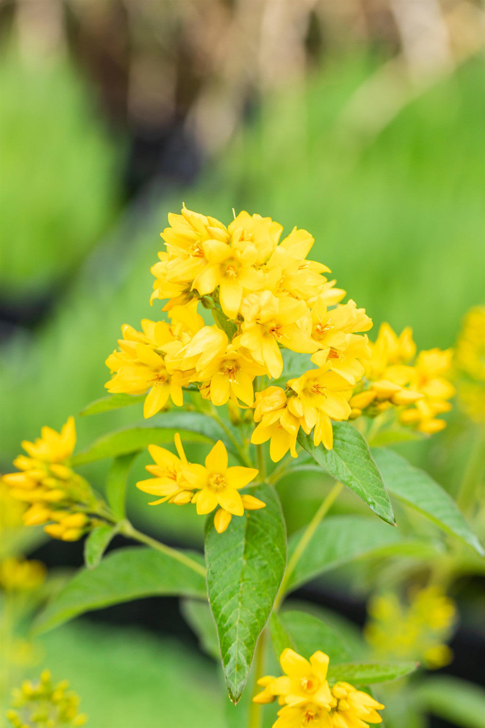 Lysimachia vulgaris mit Blüte; Einsatz: ;;ab 3,65 Euro