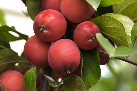 Malus 'Eleyi' mit Früchten, erhältlich von 60-100 bis 450-650 cm; Einsatz: ;;ab 16,60 Euro