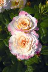 Rosa 'Aquarell' TH; hier mit Blüte; lange Blütezeit; Einsatzmöglichkeit z.B. : Einzelstellung;;ab 16,25 Euro