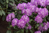 Rhododendron Hybr. 'Alfred'; hier mit Blüte; winterhart; Einsatzmöglichkeit z.B. : Solitärpflanze; verfügbar in 4 Größen und Varianten;;ab 53,30 Euro