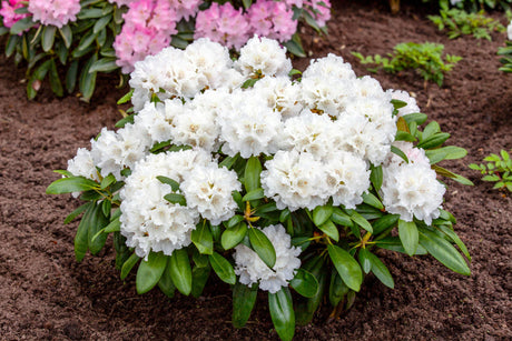 Rhododendron yak. 'Falling Snow' mit Blüte, erhältlich von 40-50 bis 50-60 cm; Einsatz: ;;ab 58,00 Euro