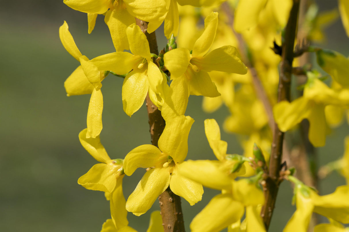 Forsythia 'Lynwood' , erhältlich von 40-60 bis 200-250 cm;;ab 5,75 Euro