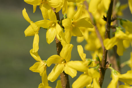 Forsythia 'Lynwood' , erhältlich von 40-60 bis 200-250 cm;;ab 5,75 Euro