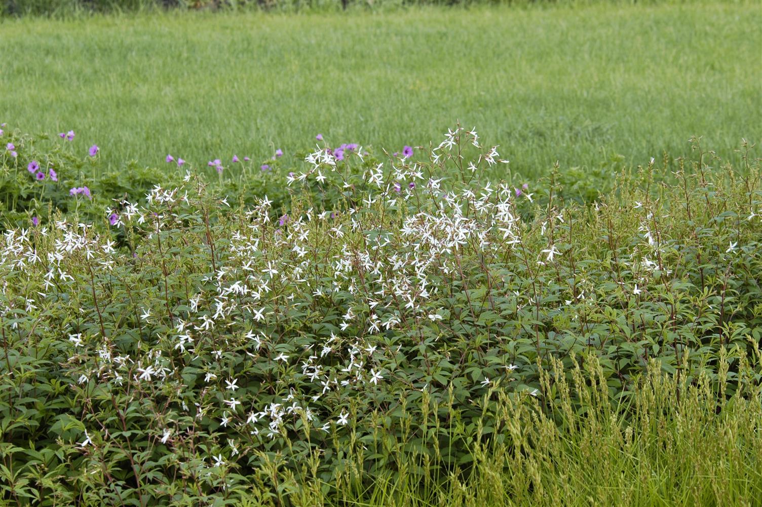Gillenia trifoliata (Dreiblattspiere)