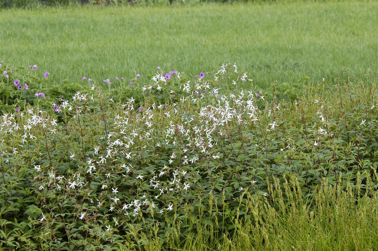 Gillenia trifoliata als Pflanze im Beet; Einsatz: ;;ab 7,70 Euro