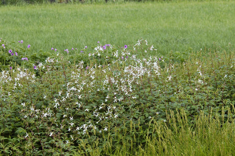 Gillenia trifoliata als Pflanze im Beet; Einsatz: ;;ab 7,70 Euro