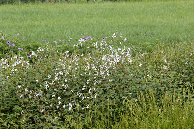 Gillenia trifoliata als Pflanze im Beet; Einsatz: ;;ab 7,70 Euro