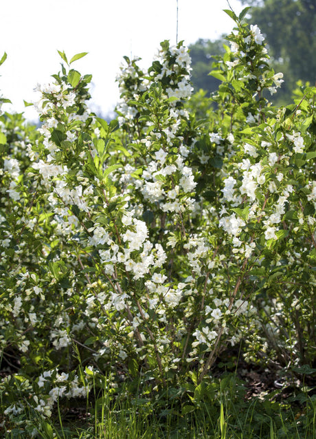 Weigela 'Snowflake' , erhältlich von 40-60 bis 80-100 cm;;ab 13,70 Euro