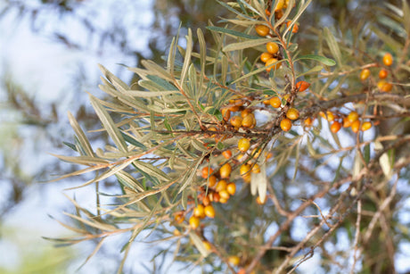 Hippophae rhamnoides 'Orange Energy' mit Früchten, erhältlich von 40-60 bis 60-100 cm; Einsatz: ;;ab 15,90 Euro