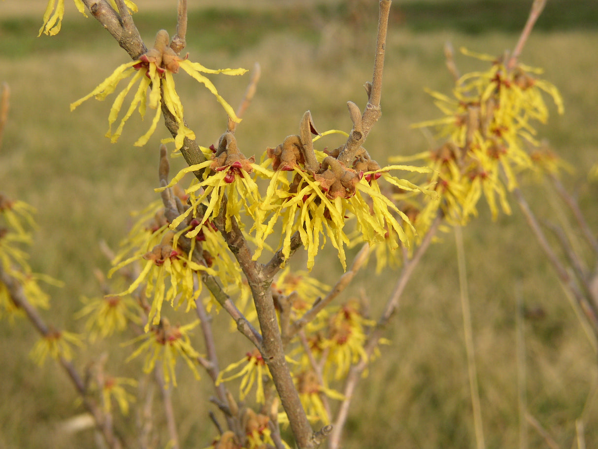Chinesische Zaubernuss mit Blüte, verfügbar in 7 Größen und Varianten; Einsatz: Gartenwinterblüher;;hier kaufen