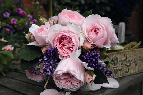 Rosa 'Gartenträume' BT mit Blüte; Einsatz: ;;ab 11,80 Euro