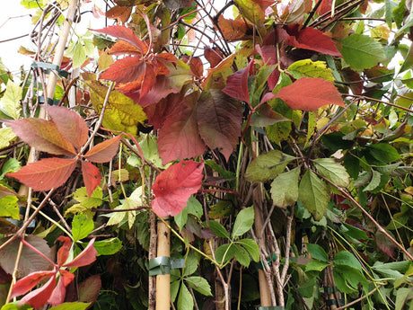 Amerikanischer Wein; hier mit Herbstlaub; winterhart; Einsatzmöglichkeit z.B. : Kletterpflanze;;günstig mit Qualität