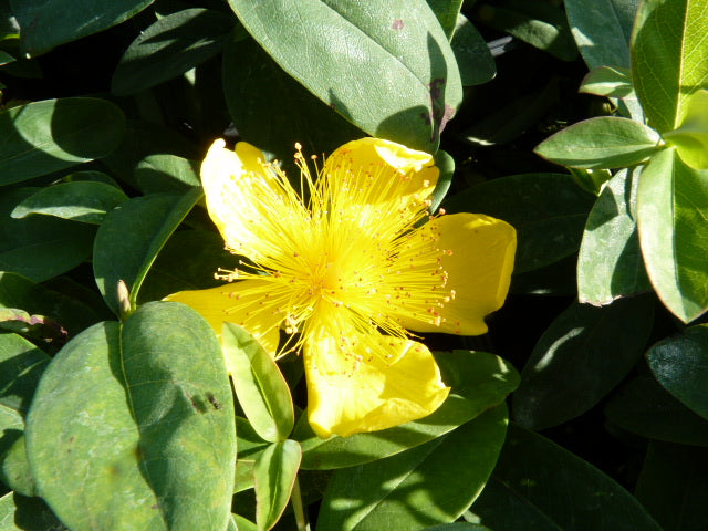 Hypericum calycinum (Kelchiges Johanniskraut)