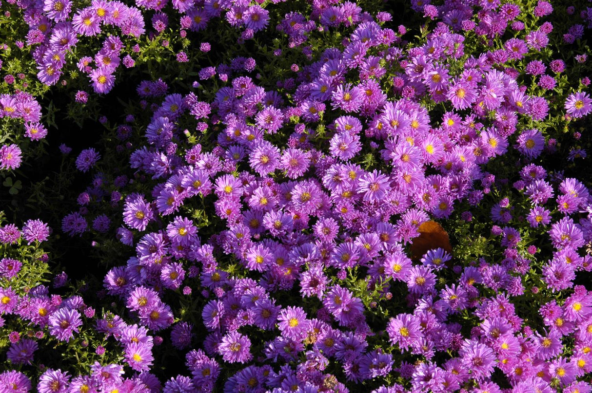Aster dumosus 'Kassel' mit Blüte; Einsatz: ;;ab 4,10 Euro
