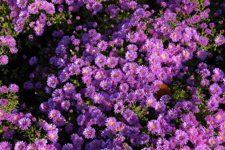 Aster dumosus 'Kassel' mit Blüte; Einsatz: ;;ab 4,10 Euro