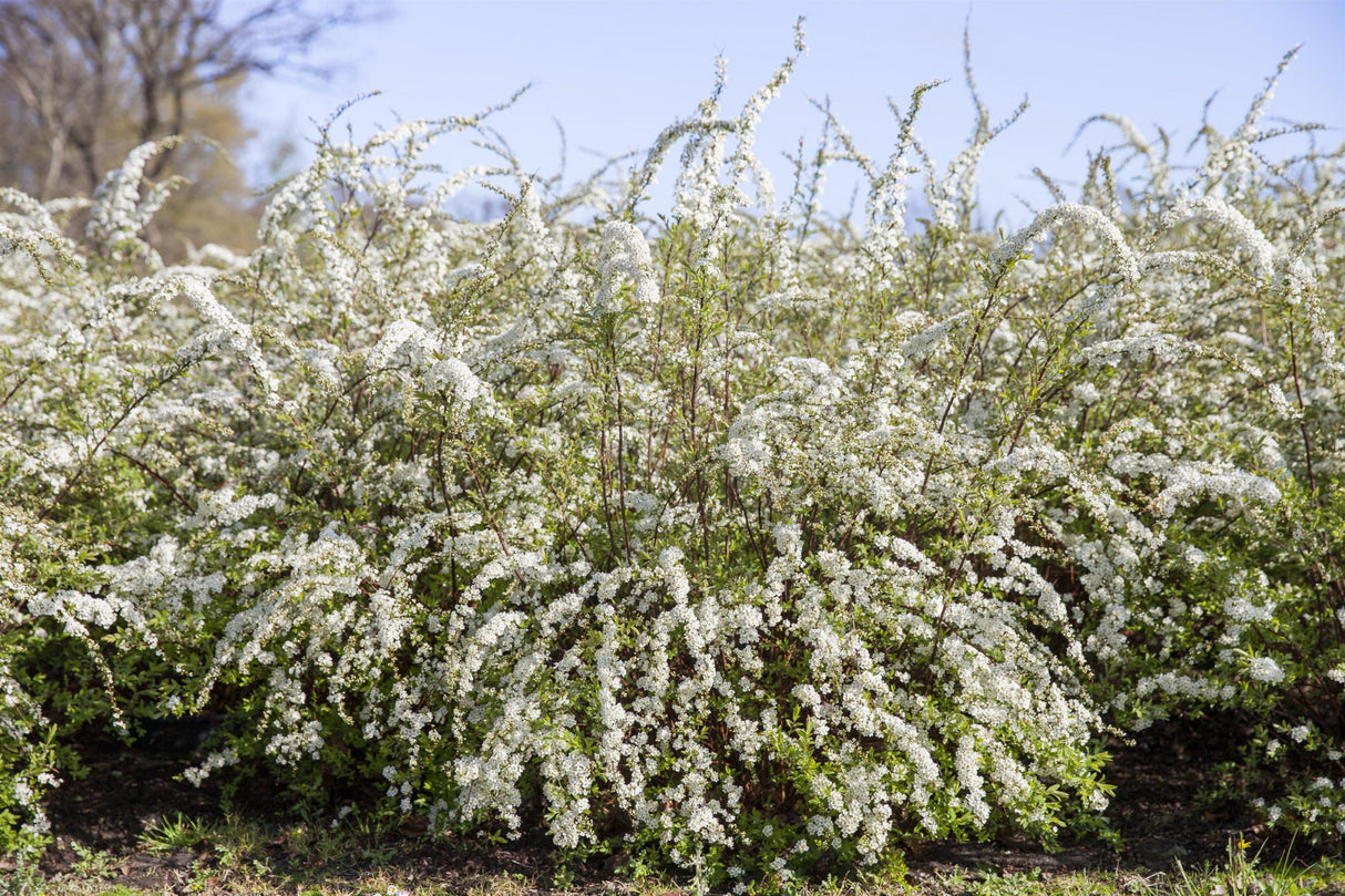 Spiraea thunbergii , erhältlich von 40-60 bis 40-60 cm;;ab 10,40 Euro
