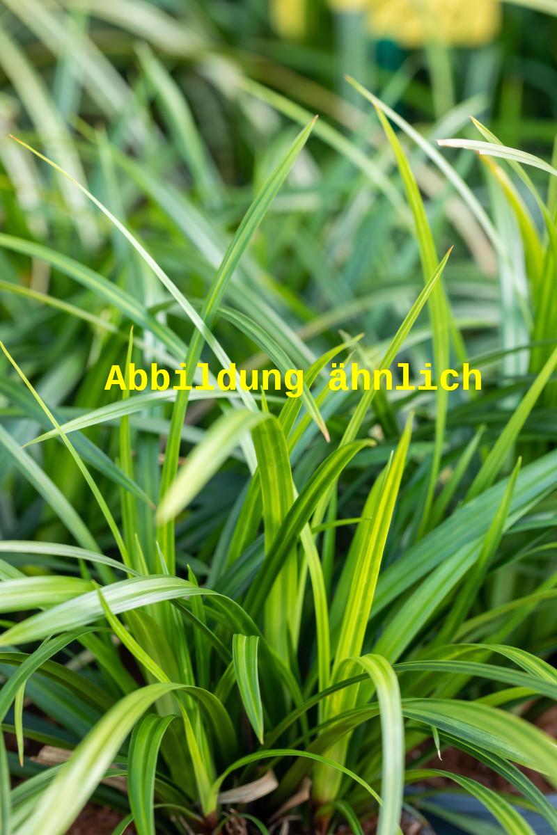 Bild wird ergänzt für Carex morrowii (Japanische Segge)
