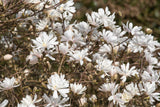 Magnolia stellata 'Royal Star' mit Blüte, erhältlich von 40-60 bis 150-175 cm; Einsatz: ;;ab 42,80 Euro