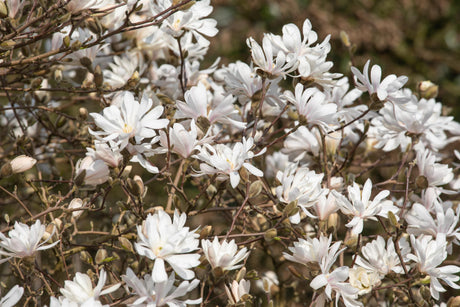 Magnolia stellata 'Royal Star' mit Blüte, erhältlich von 40-60 bis 150-175 cm; Einsatz: ;;ab 42,80 Euro