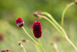 Sanguisorba officinalis; hier mit Blüte; heilpflanze; Einsatzmöglichkeit z.B. : Wildblumenwiese;;ab 0,00 Euro