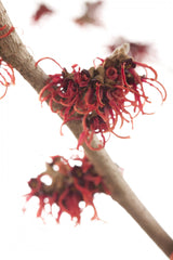 Hamamelis interm. 'Livia'; hier mit Blüte; winterhart; Einsatzmöglichkeit z.B. : Solitär; verfügbar in 3 Größen und Varianten;;ab 63,80 Euro