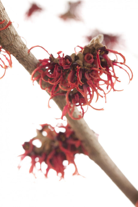 Hamamelis interm. 'Livia' mit Blüte, erhältlich von 40-60 bis 80-100 cm; Einsatz: ;;ab 47,20 Euro