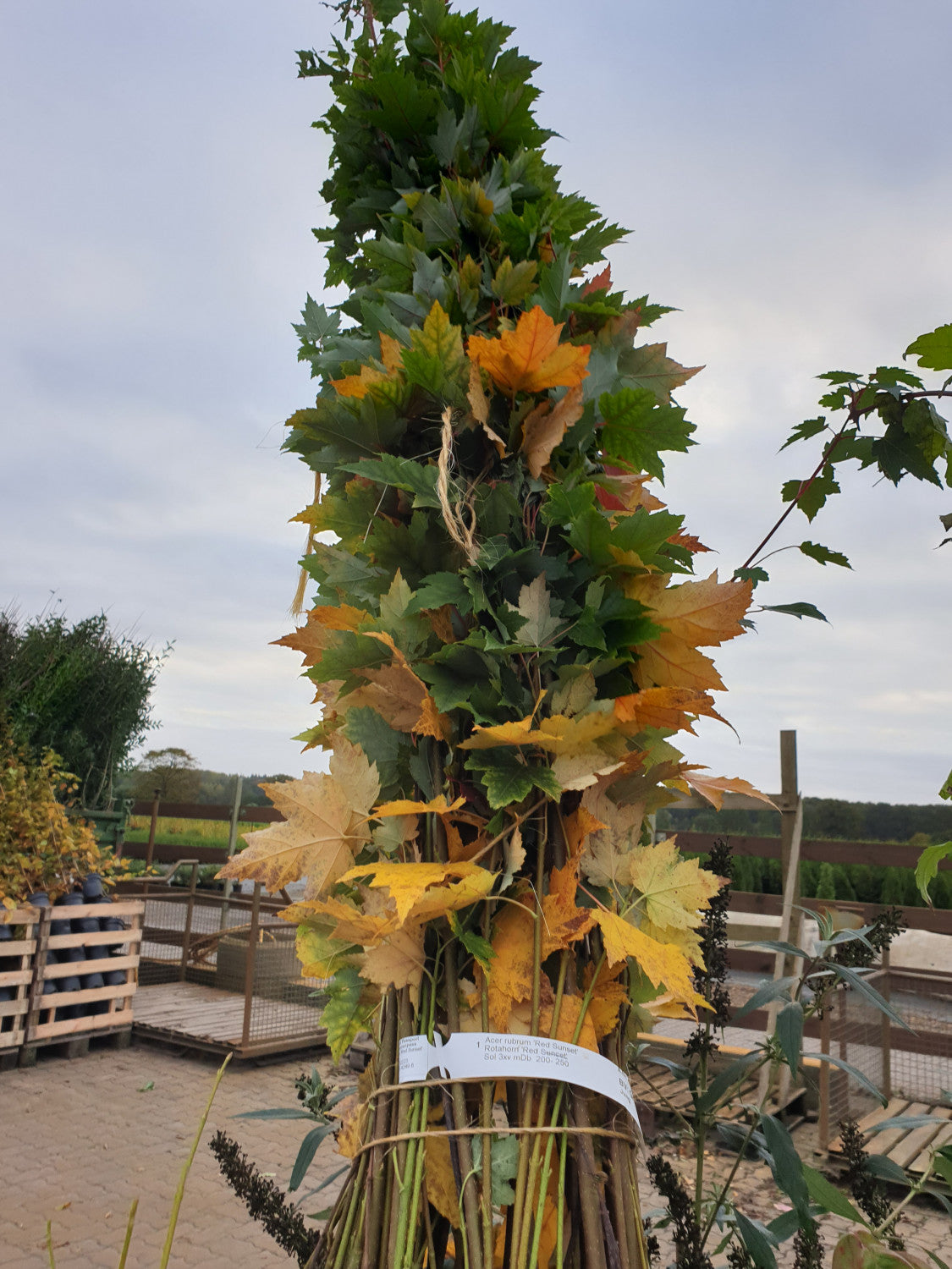 Roter Ahorn; hier mit Herbstlaub; robust; Einsatzmöglichkeit z.B. : Park; erhältlich mit Stammumfang von 12-14 bis 18-20 cm;;günstig mit Qualität