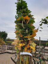 Roter Ahorn; hier mit Herbstlaub; robust; Einsatzmöglichkeit z.B. : Park; erhältlich mit Stammumfang von 12-14 bis 18-20 cm;;günstig mit Qualität