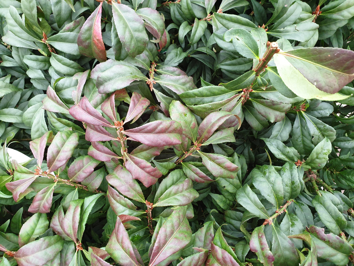 Korkflügelstrauch 'Compactus'; hier mit Herbstlaub; attraktive Herbstfärbung; Einsatzmöglichkeit z.B. : Hecke; erhältlich von 40-60 bis 125-150 cm;;hier kaufen