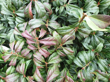 Korkflügelstrauch 'Compactus'; hier mit Herbstlaub; attraktive Herbstfärbung; Einsatzmöglichkeit z.B. : Hecke; erhältlich von 40-60 bis 125-150 cm;;hier kaufen