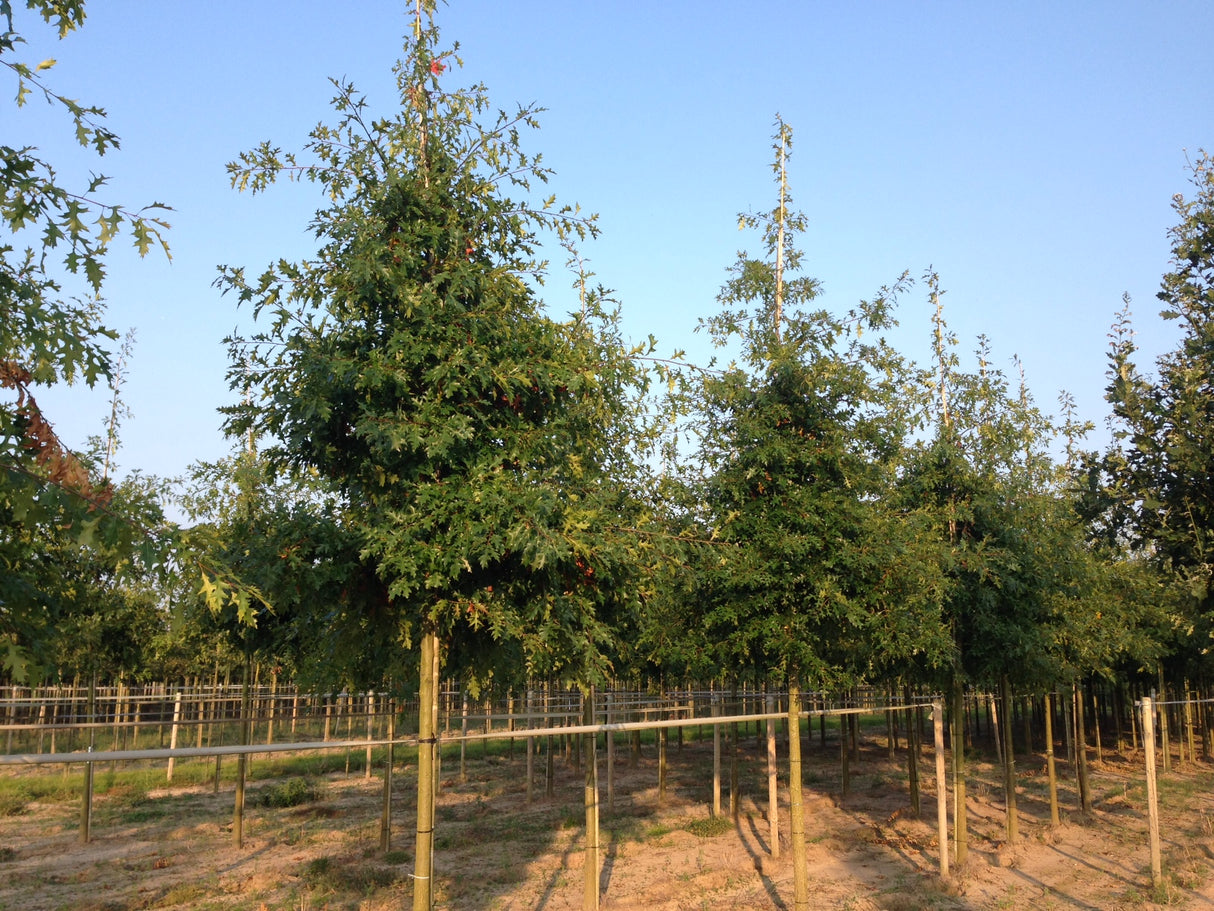 Quercus palustris , erhältlich von 125-150 bis 450-650 cm;;ab 29,60 Euro