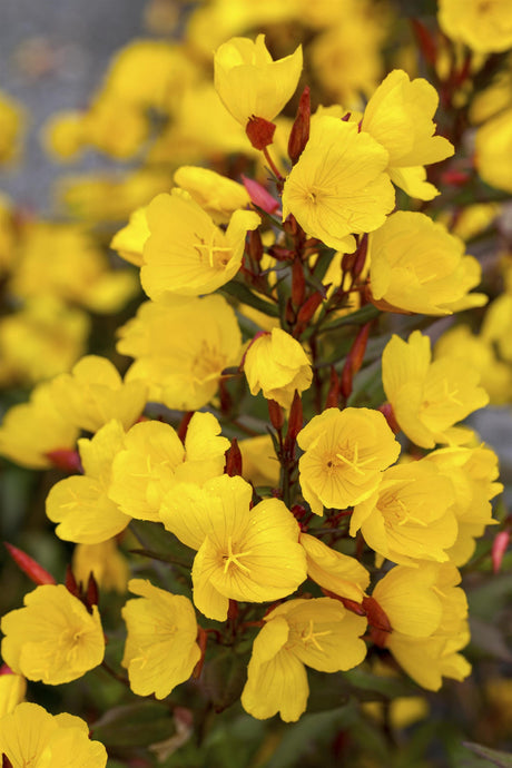 Oenothera tetragona 'Sonnenwende' mit Blüte; Einsatz: ;;ab 3,90 Euro