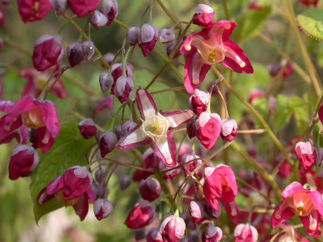 Epimedium alpinum mit Blüte; Einsatz: ;;ab 5,75 Euro