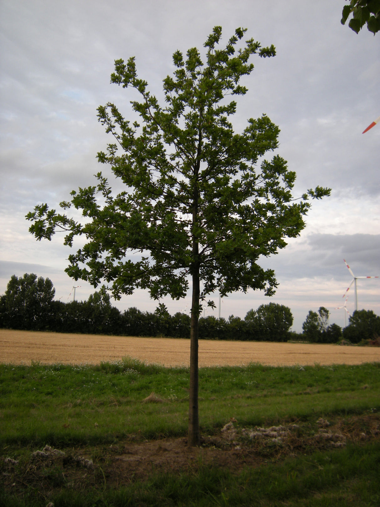 Quercus coccinea , erhältlich von 125-150 bis 450-650 cm, ;;ab 45,50 Euro