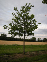 Quercus coccinea , erhältlich von 125-150 bis 450-650 cm, ;;ab 45,50 Euro