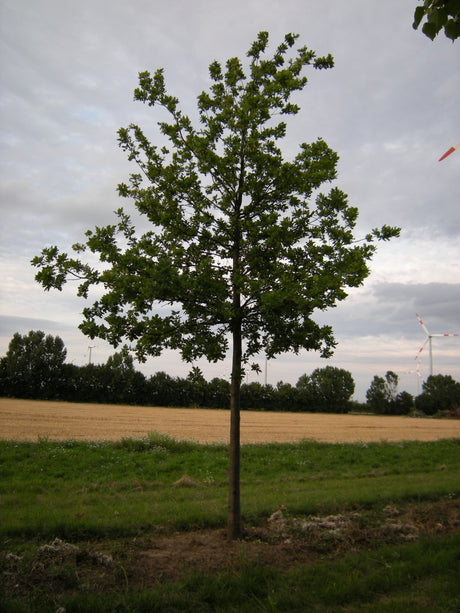 Quercus coccinea , erhältlich von 125-150 bis 450-650 cm, ;;ab 45,50 Euro