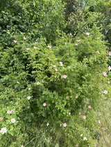 Hundsrose mit Blüte, verfügbar in 9 Größen und Varianten; Einsatz: Heckenpflanzerobust;;hier kaufen