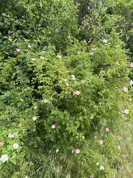 Hundsrose mit Blüte, verfügbar in 9 Größen und Varianten; Einsatz: Heckenpflanzerobust;;hier kaufen