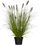Pennisetum alopecuroides 'Cassian'; hier im Topf; winterhart; Einsatzmöglichkeit z.B. : Beet; verfügbar in 2 Größen und Varianten;;ab 0,00 Euro