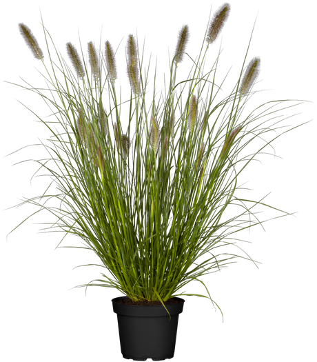 Pennisetum alopecuroides 'Cassian' im Topf; Einsatz: , ;;ab 3,22 Euro