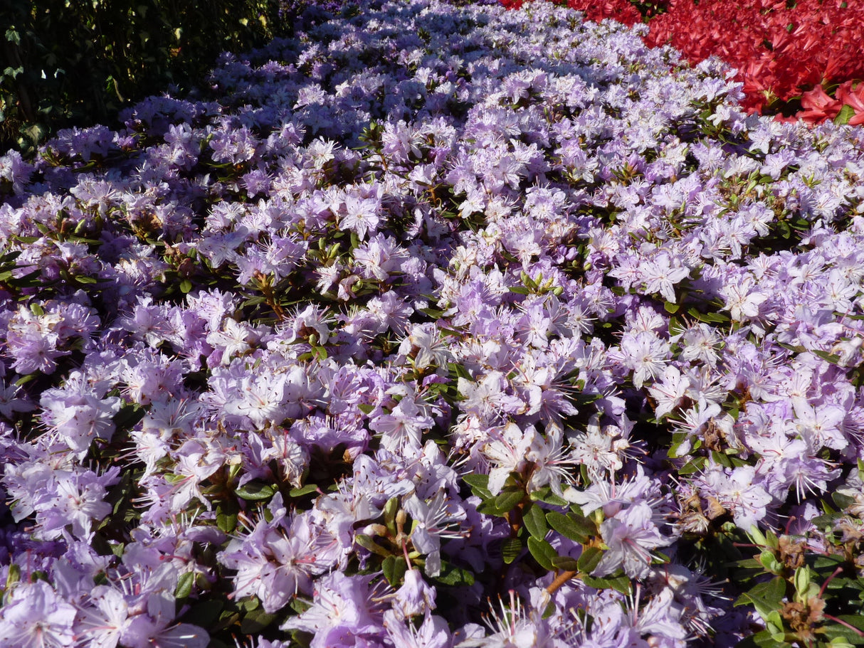 Rhododendron impeditum 'Azurika' zusammen; Einsatz: Einzelstellungkompakt;;ab 16,90 Euro