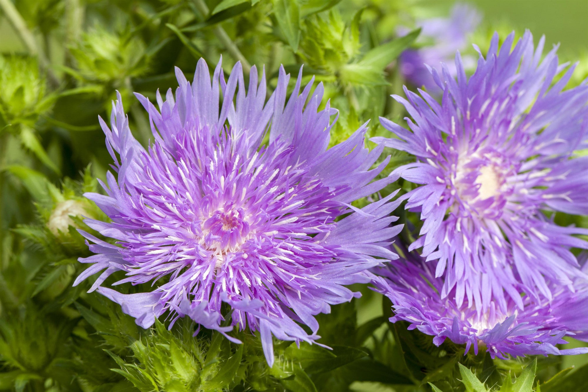 Aster laevis (Glatte Aster)