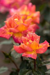 Rosa 'Caribia' TH; hier mit Blüte; duftend; Einsatzmöglichkeit z.B. : Rabatten;;ab 11,10 Euro