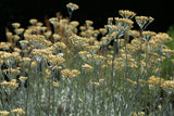 Helichrysum italicum; duftend;;ab 0,00 Euro
