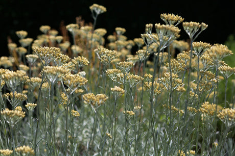 Helichrysum italicum , ;;ab 3,12 Euro
