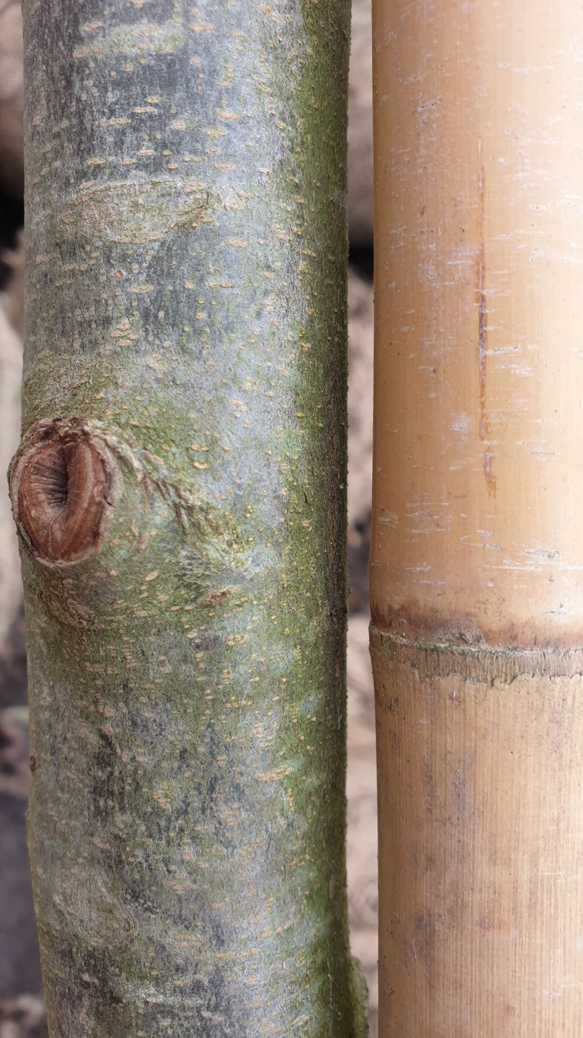 Persianischer Eisenholz 'Vanessa'; Rinde; schnittverträglich; Einsatzmöglichkeit z.B. : Ziergehölz; erhältlich mit Stammumfang von 12-14 bis 20-25 cm;;günstig mit Qualität