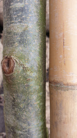 Persianischer Eisenholz 'Vanessa'; Rinde; schnittverträglich; Einsatzmöglichkeit z.B. : Ziergehölz; erhältlich mit Stammumfang von 12-14 bis 20-25 cm;;günstig mit Qualität