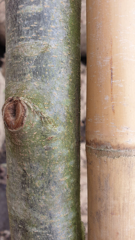 Persianischer Eisenholz 'Vanessa'; Rinde; schnittverträglich; Einsatzmöglichkeit z.B. : Ziergehölz; erhältlich mit Stammumfang von 12-14 bis 20-25 cm;;günstig mit Qualität