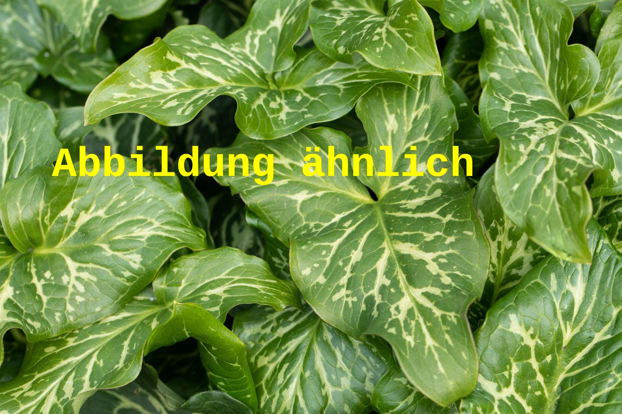 Arum italicum 'Pictum' (Geaderter Garten-Aronstab)